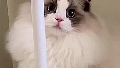 猫咪界中的仙女猫，颜值和身价成正比，网友：行走的人民币啊！