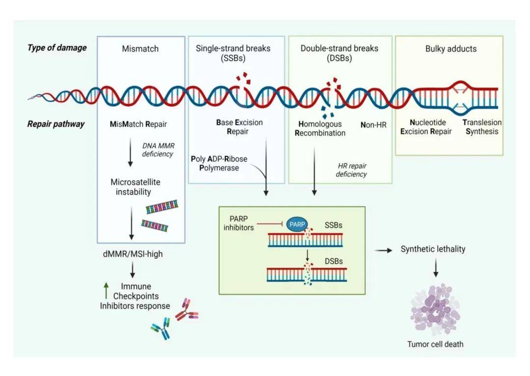 卵巢癌和前列腺癌中的 BRCA 突变：从基础研究到临床应用