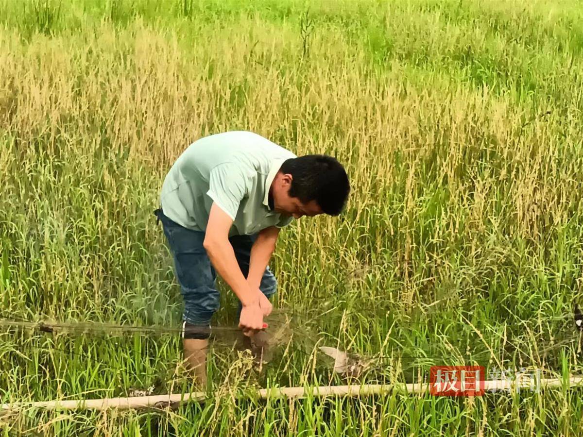 黄石市民举报有人拉网捕鸟，相关部门：正在调查中